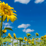 sunflowers facing the sun in field
