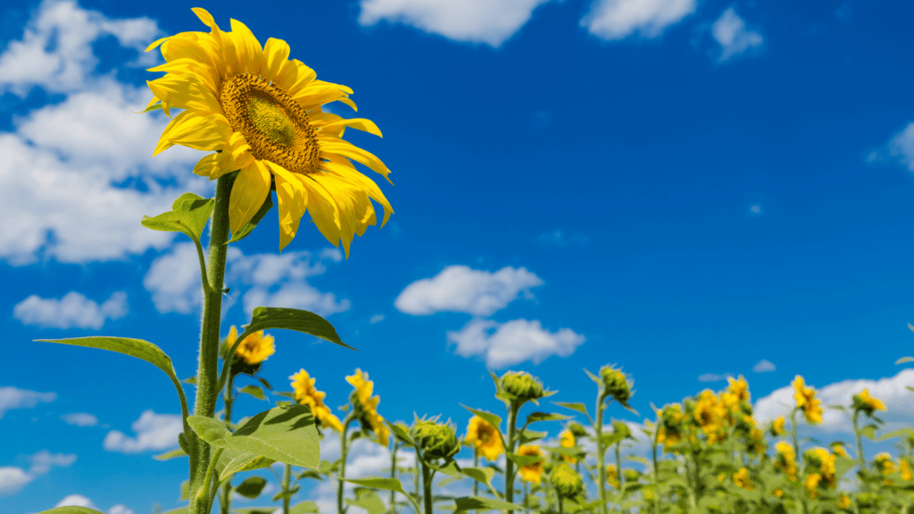 sunflowers facing the sun in field